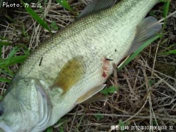 ブラックバス