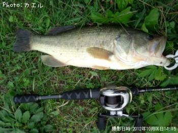 ブラックバス
