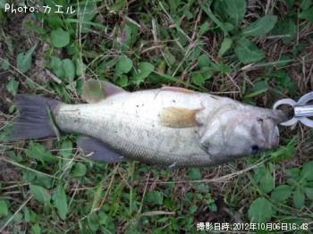 ブラックバス