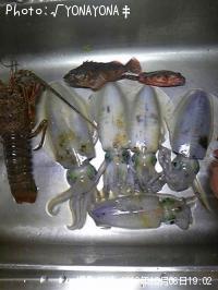 アオリイカ
