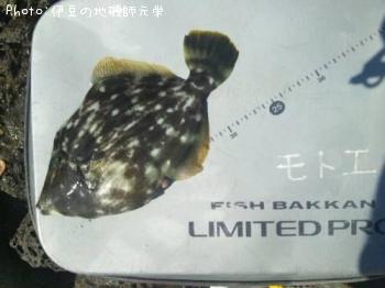 カワハギ