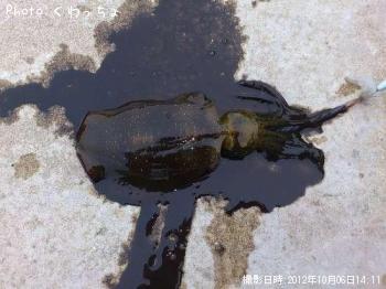アオリイカ