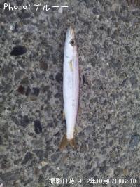 カマス