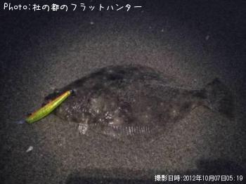 ヒラメ
