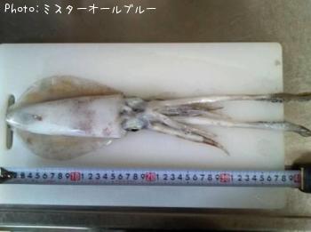 アオリイカ