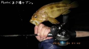 ޥ