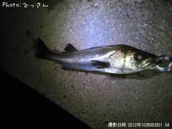シーバス