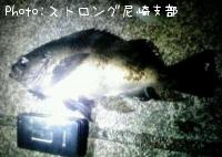 メバル