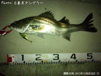 シーバス
