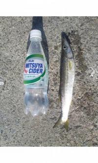 カマス