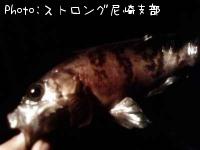 メバル