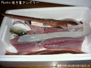 ヤガラ・イナダ