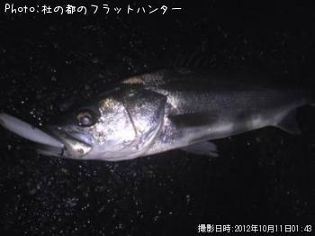 シーバス