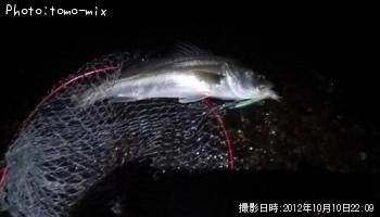 シーバス