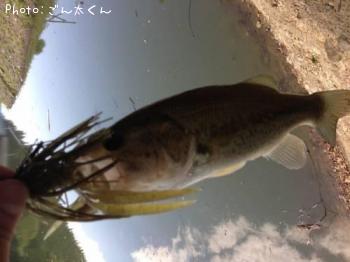 ブラックバス