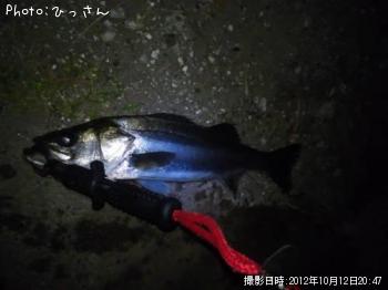 シーバス