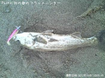 シーバス