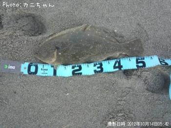 ヒラメ
