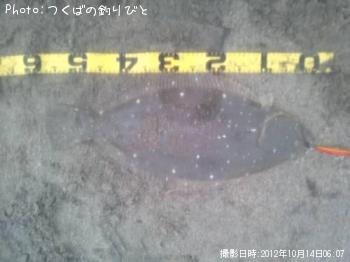 ヒラメ
