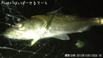 シーバス