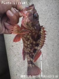 ガシラ