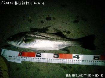 シーバス