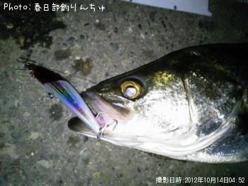 シーバス