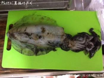 アオリイカ