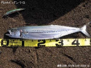 サワラ