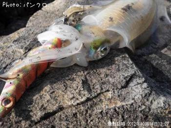 アオリ