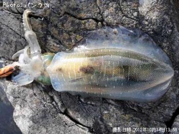 アオリ