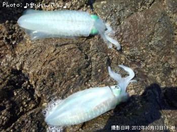 水烏賊