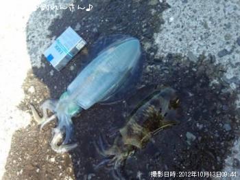 水烏賊