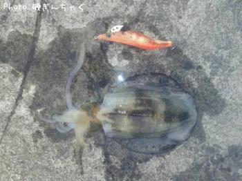 アオリイカ