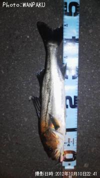 カマス