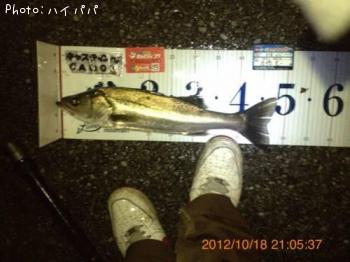 シーバス