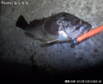 クロソイ