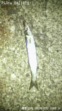 ޥ