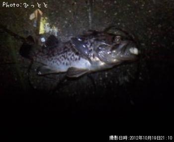 クロソイ