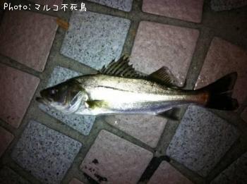 シーバス