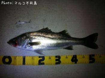 シーバス
