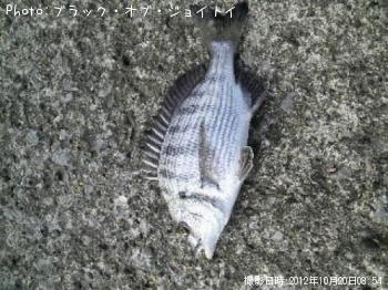 クロダイ