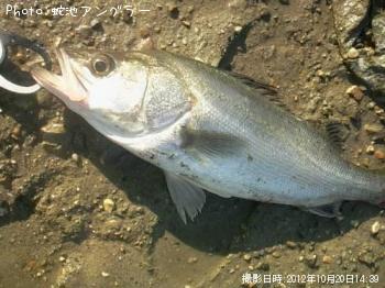 シーバス