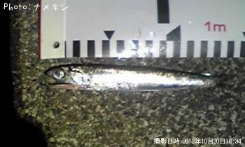 路