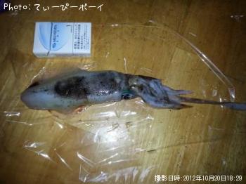 アオリイカ