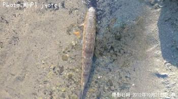 エソ