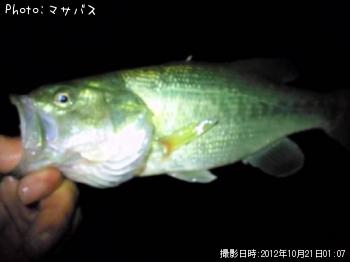 ブラックバス　ナマズ