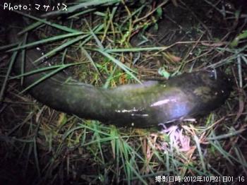 ブラックバス　ナマズ