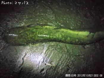 ブラックバス　ナマズ