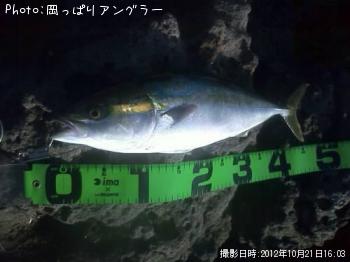 イナダ